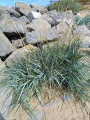 Leymus arenarius