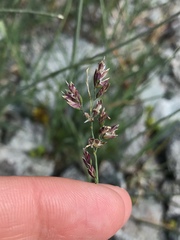 Poa cenisia