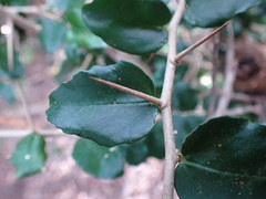 Dovyalis rhamnoides