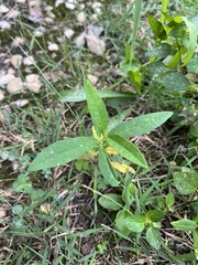 Asclepias syriaca