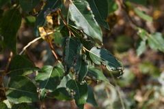 Thecabius populimonilis