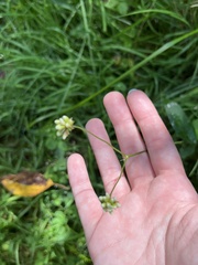 Persicaria sagittata