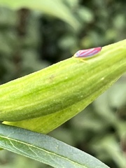 Graphocephala coccinea