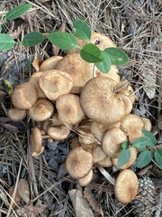 Desarmillaria