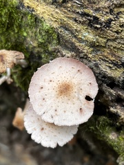 Desarmillaria tabescens