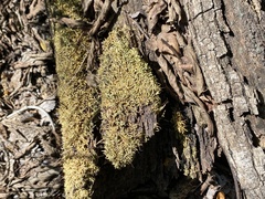 Entodon seductrix