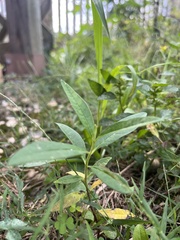 Asclepias syriaca