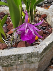× Brassocattleya