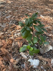 Frangula californica