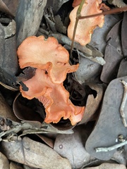 Cantharellus coccolobae