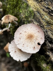 Desarmillaria tabescens