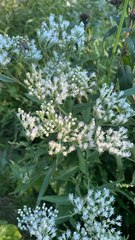 Eupatorium altissimum
