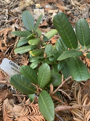 Frangula californica