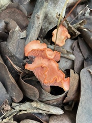 Cantharellus coccolobae