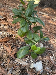 Frangula californica