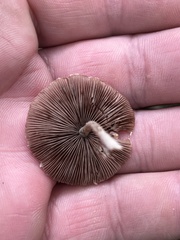 Desarmillaria tabescens