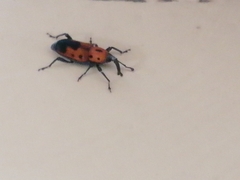Rhodobaenus quinquepunctatus
