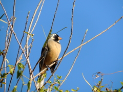 Saltator aurantiirostris