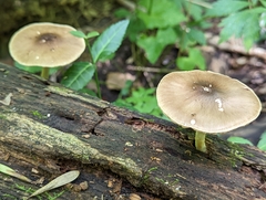 Pluteus