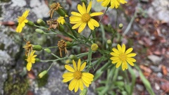 Senecio inaequidens