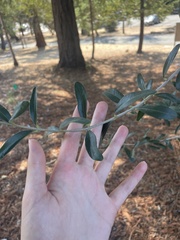 Olea europaea