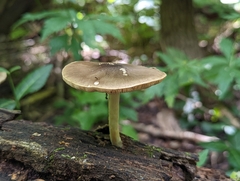 Pluteus