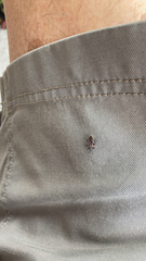 Melacoryphus lateralis