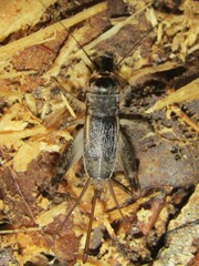 Velarifictorus micado