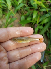 Nocomis leptocephalus