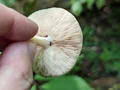 Pluteus