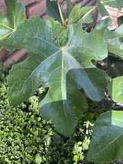 Ficus
