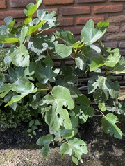 Ficus