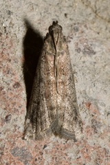 Ephestia elutella