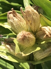 Gentiana punctata