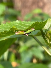 Versigonalia vermiculata