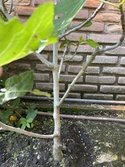 Ficus