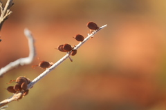 Grevillea eriostachya
