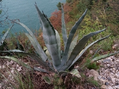 Agave americana