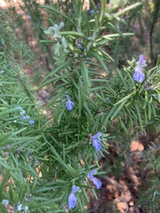 Salvia rosmarinus
