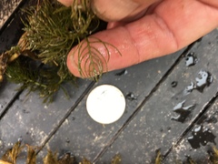 Myriophyllum sibiricum
