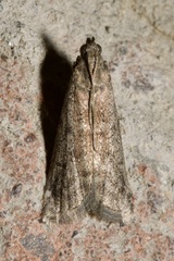 Ephestia elutella
