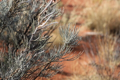 Grevillea eriostachya