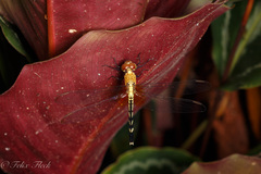 Erythrodiplax fervida