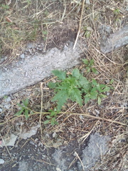 Atriplex tatarica