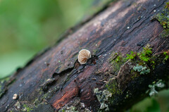 Simocybe haustellaris