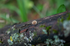 Simocybe haustellaris
