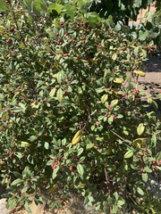 Frangula californica