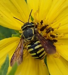 Paranthidium jugatorium