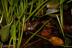 Leptodactylus savagei