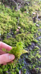 Sphagnum fallax